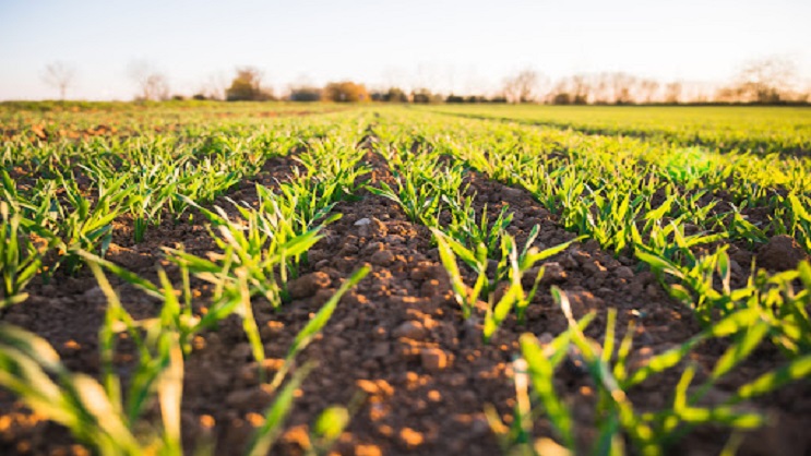 BTS Agriculture Tropicale Option Production Végétale