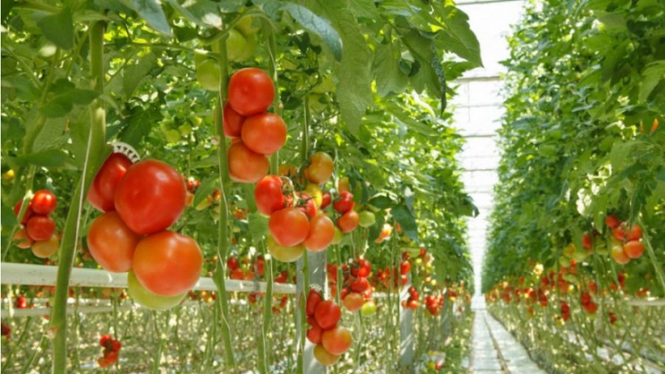 Master Sécurité Alimentaire et Développement Durable