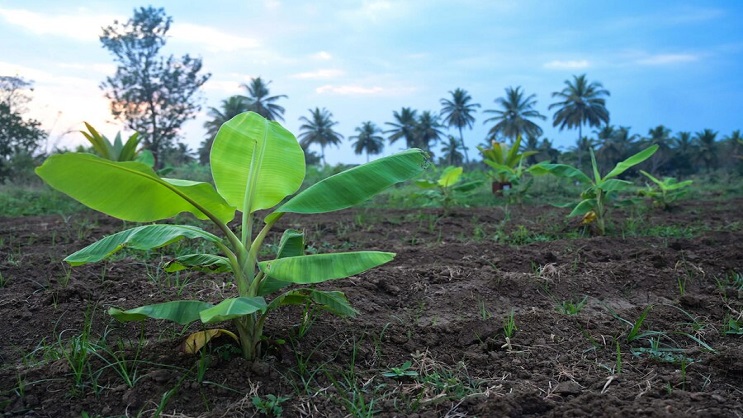 Licence Pro en Agroforesterie